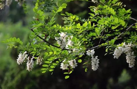 門前種蓮花|【門前種什麼花最好】門前種啥花最旺你？這5種花招財又避邪，。